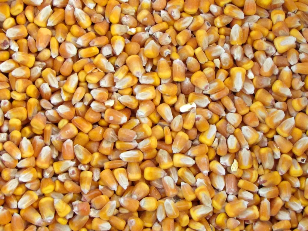takarmány házilag kép kukorica