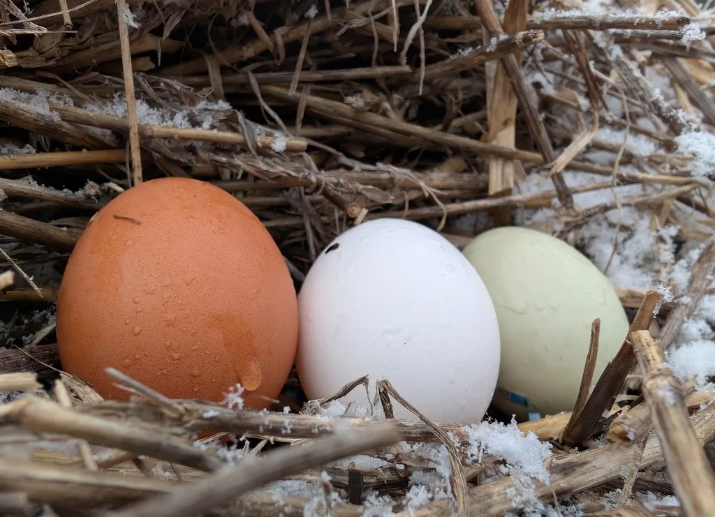 fagyott tojások elleni védelem