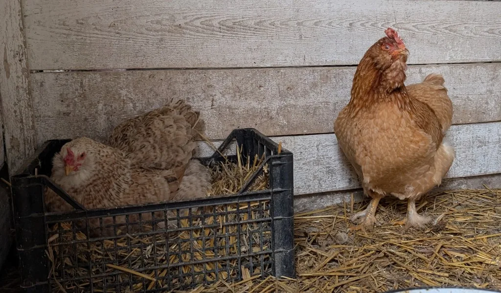 világítás tyúkólban tojásért